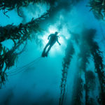 20160304_giant_kelp_00124