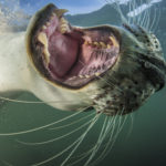 20170807_grey_seals_00049