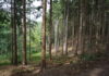 Der Wald um uns